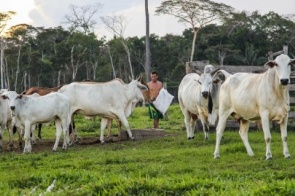FAO e governo discutem impacto da pecuária sobre a biodiversidade no Brasil