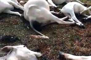Raio atinge fazenda e mata 31 cabeças de gado (Vídeo)
