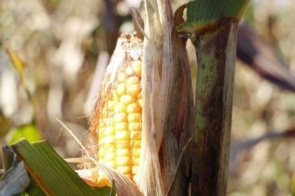 Colheita do milho safrinha já alcança 126 mil hectares em MS