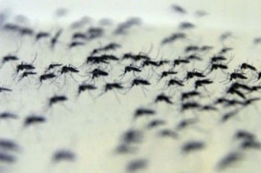 Rede pública vai distribuir repelente às grávidas contra o Aedes aegypti