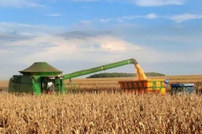 Venda de milho avança lentamente em MS diante de incertezas