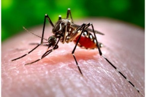 Em uma semana, vírus da Zika tem nove novos casos em MS