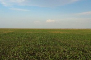 Área plantada de soja aumenta 140 mil hectares e bate recorde em MS