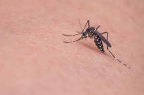 Dourados registrou 131 casos confirmados de dengue, zika e chikungunya em 2018