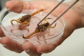 Brasil teve mais de 140 mil acidentes com escorpiões em 2018; veja como se proteger