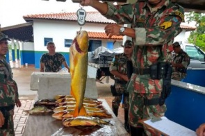 Multa mínima para quem capturar Dourado na próxima temporada de pesca será de R$ 2,7 mil