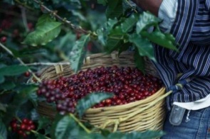 Produção mundial de café está ameaçada, diz estudo