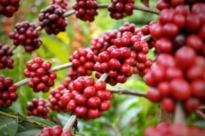 Broca-do-café ameaça eficiência e qualidade da produção