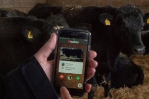 'Tinder' para vacas permite a produtor buscar o gado que deseja