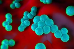'Staphylococcus aureus' e outras bactérias que colocam a saúde em risco