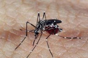 Em emergência com 3 mortes por dengue, Dourados tem 7 casos de chikungunya