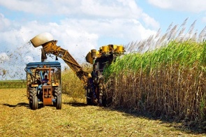 Indústrias sucroenergéticas de MS aumentam produção de etanol em 24,5%