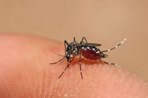 Saúde confirma mais uma morte por dengue em Dourados e óbitos no Estado chegam a 18