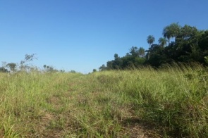 Infrator é autuado em R$ 19,5 mil por desmatamento ilegal em área protegida de reserva legal