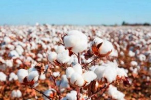 Produção do algodão atingirá novo recorde em Mato Grosso do Sul