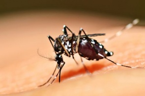 Casos confirmados de dengue em MS têm alta de 7% em uma semana