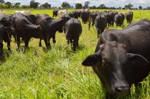 Em MS, exportação da carne bovina cresce 60% no primeiro semestre de 2019