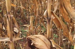 Dentro do Brasil, milho produzido em MS é ração para aves e suínos