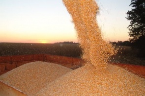 Puxada por Batayporã e Laguna Carapã, colheita do milho já passa de 50% no Estado