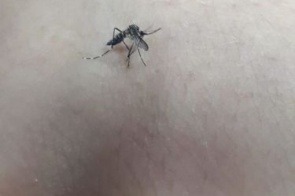 Dengue tem mais 104 casos confirmados em Dourados no intervalo de uma semana