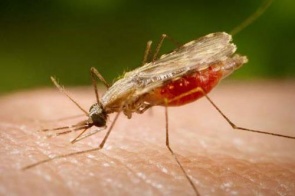 Novo estudo mostra que erradicação da malária será possível até 2050