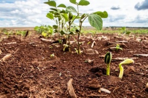 Plantio da safra da Soja já atingiu 12,4% em Mato Grosso do Sul