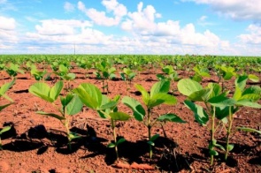 Plantio da soja em MS chega a 167,6 mil hectares na safra de soja