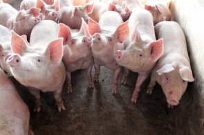 Hong Kong compra mais da metade da carne suína exportada por MS