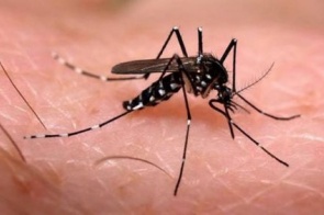 Dourados registra 3,4 mil casos confirmados de dengue em 2019