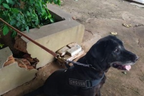 Cão farejador localiza maconha enterrada em terreno e dois são presos