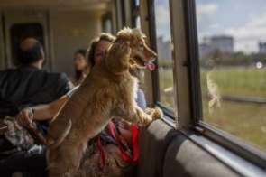 Cães e gatos podem viajar de trem em Curitiba (PR)