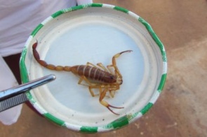 Saiba o que fazer em caso de picadas de escorpiões
