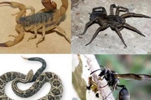 Escorpiões e serpentes são responsáveis por quase 80% dos acidentes com animais peçonhentos