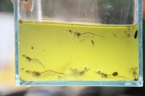 Agrônomo reproduz água do mar para cultivar camarões em Dourados