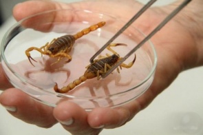 Escorpiões e mosquitos: como evitar pragas urbanas que aparecem no verão