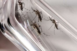 Paraguai decreta situação de emergência por conta da dengue