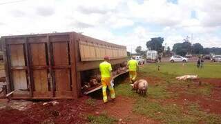 Caminhão com porcos tombado na rodovia (Foto: Adilson Domingos)