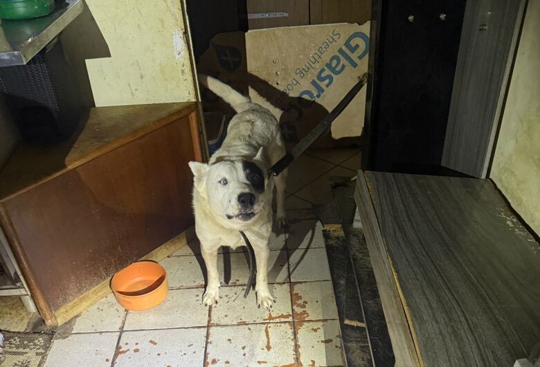 Segundo a suspeita, todos os cães são bem cuidados, recebem alimentação e medicamentos - Crédito: Divulgação