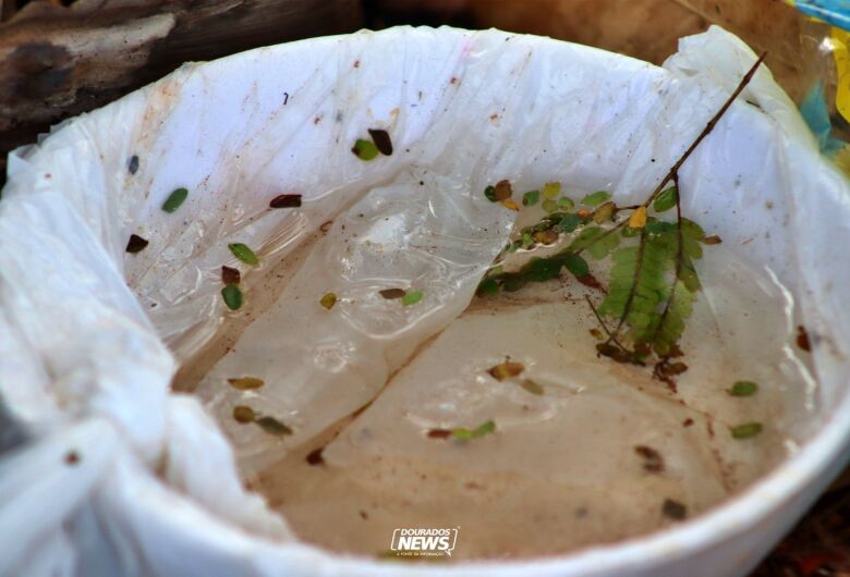 Cuidados com água parada podem evitar a proliferação do mosquito transmissor da dengue e chikungunya - Crédito: Clara Medeiros/Arquivo/Dourados News