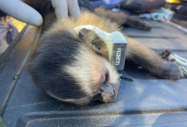 Entre reabilitação e cuidados, pacas, tucanos e macacos-prego ganham uma nova chance de viver livres na natureza; na foto, um macaco-prego ganha coleira de monitoramento