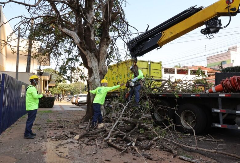Primeira árvore que foi suprimida estava localizada na rua Oliveira Marques, região central de Dourados - Crédito: A. Frota/Assecom