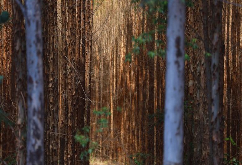 Expansão será calcada principalmente na sustentabilidade, palavra-chave que faz parte do vocabulário de praticamente todas as grandes empresas do setor - Crédito: Álvaro Rezende/Arquivo/Secom