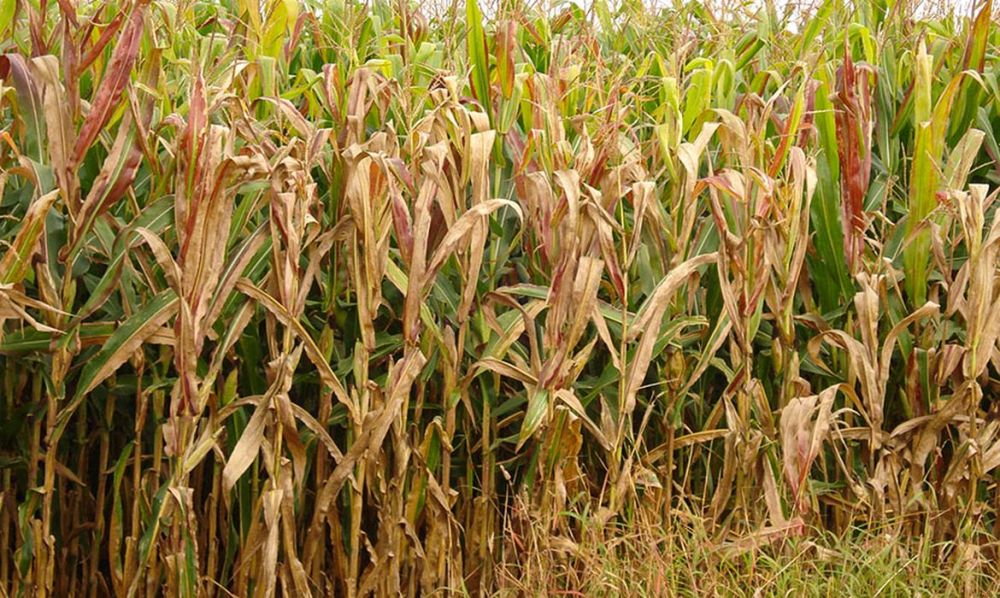 © Charles Oliveira/Embrapa