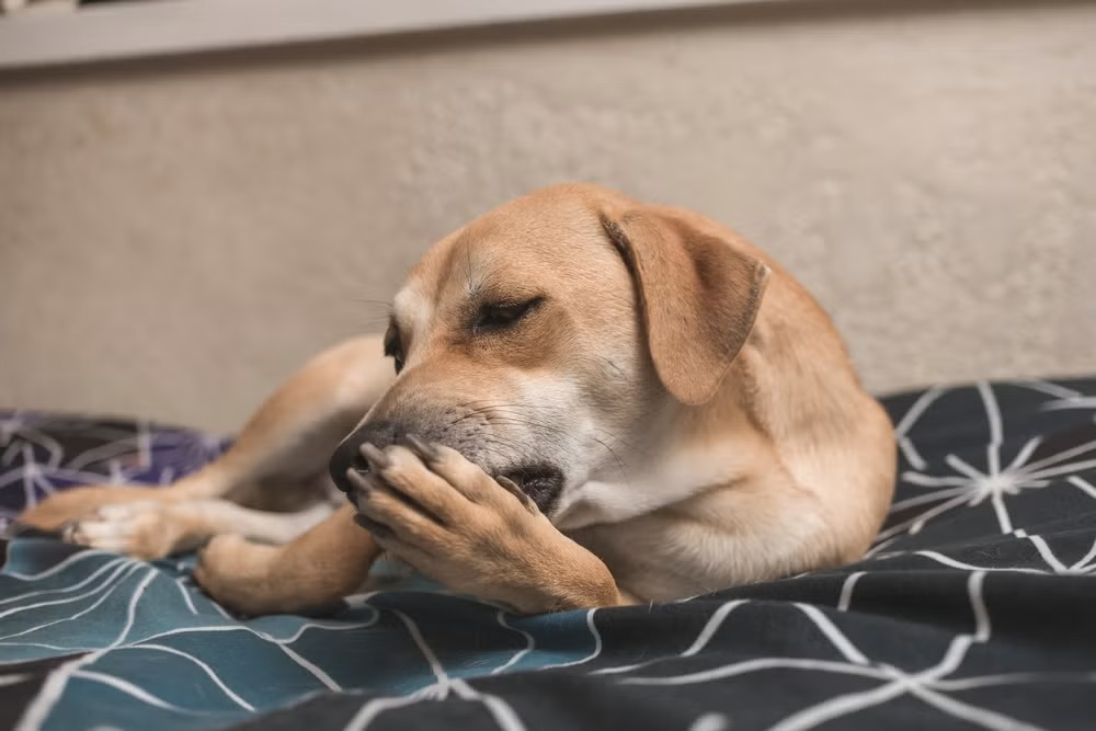 Lambedura frequente pode ser problema sério e é preciso ficar atento. (Foto: Pata da Casa)