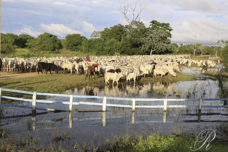 Pecuária no Pantanal - Foto: Edemir Rodrigues/Semadesc