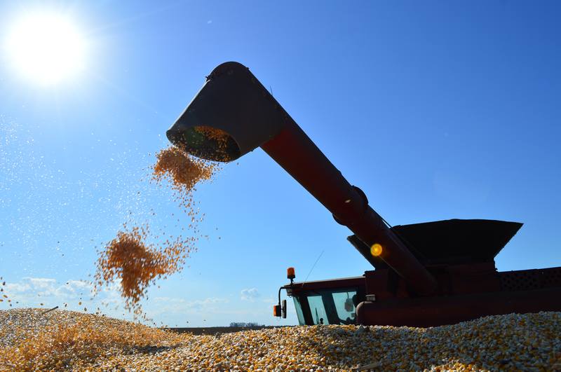 Mato Grosso do Sul já colheu mais de 1,3 milhão de hectares de milho - Crédito: FAMASUL/DIVULGAÇÃO
